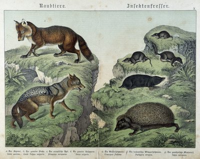 Kettu, hopeakettu, räkät, myyrä ja siili - julkaisussa ”Nisäkkäiden luonnonhistoria”, toim. Schreiber tekijältä Unknown artist