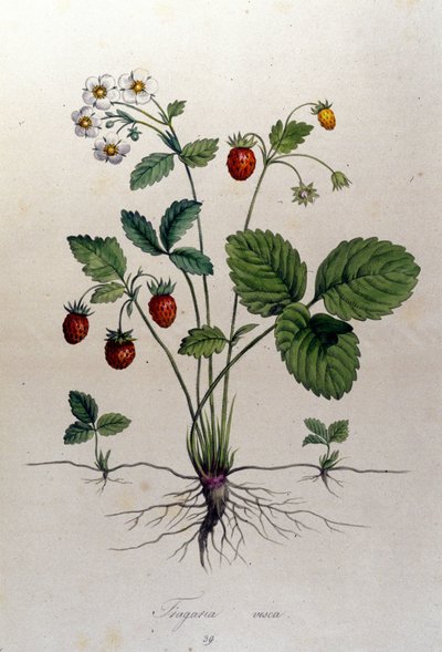 Fragaria Vesca (villimansikka). tekijältä Unknown artist
