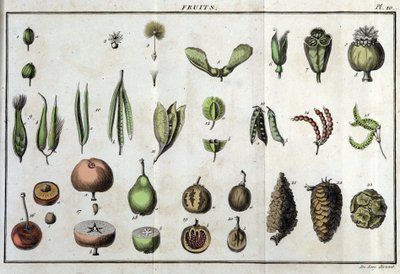Hedelmät: kirjassa "" Flora Françoise, tai lyhyt kuvaus kaikista Ranskassa luonnollisesti kasvavista kasveista, jotka on järjestetty uuden analyysimenetelmän mukaan, johon lainataan niiden vähiten yksiselitteisiä hyveitä lääketieteessä ja hyödyllisyyttä ta tekijältä Unknown artist
