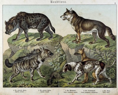 Hyeenat ja koirat. julkaisussa "" Natural Histories of nisäkkäiden", toim. Schreiber tekijältä Unknown artist