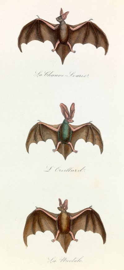 Kuvitus kirjasta "Complete Works of Buffon": Buffon: Les Quadrupedes: Bat souris (kaiverrus) tekijältä Unknown artist