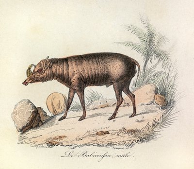 Kuvitus kirjasta "Complete Works of Buffon": Buffon: Les Quadrupedes: Le babiroussa male (kaiverrus). tekijältä Unknown artist