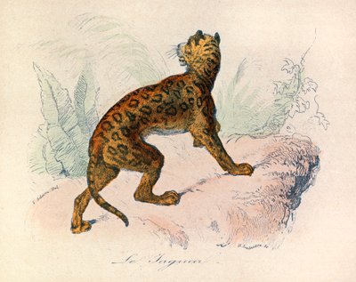 Kuvitus kirjasta "Complete Works of Buffon": Buffon: Les Quadrupedes: Le jaguar (kaiverrus) tekijältä Unknown artist