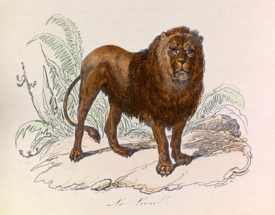 Kuvitus kirjasta "Complete Works of Buffon": Buffon: Les Quadrupedes: Le lion (kaiverrus) tekijältä Unknown artist