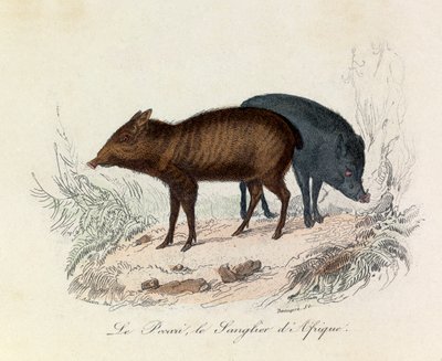 Kuvitus kirjasta "Complete Works of Buffon": Buffon: Les Quadrupedes: Le pecari et le boar d