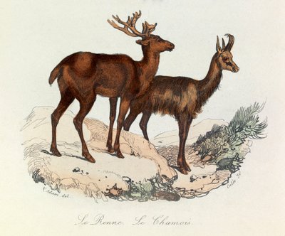 Kuvitus kirjasta "Complete Works of Buffon": Buffon: Les Quadrupedes: Le reinne et la chamois (kaiverrus). tekijältä Unknown artist