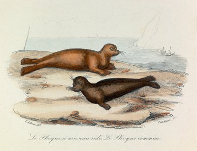 Kuvitus kirjasta "Complete Works of Buffon": Buffon: Les Quadrupedes: Le seal a snout ride et le seal (kaiverrus). tekijältä Unknown artist