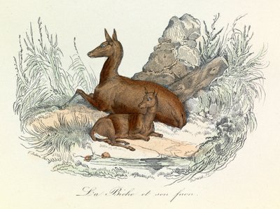 Kuvitus kirjasta "Complete Works of Buffon": Buffon: Les animaux: La doe et son fawn (kaiverrus). tekijältä Unknown artist