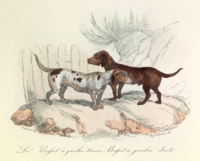 Kuvitus kirjasta "Complete Works of Buffon": Buffon: Les animaux: Le basset a torso legs et le basset a straight legs (kaiverrus). tekijältä Unknown artist