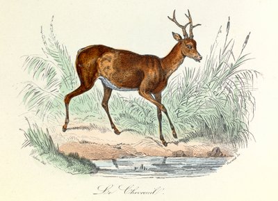 Kuvitus kirjasta "Complete Works of Buffon": Buffon: Les animaux: Buffon: Le deer (kaiverrus) tekijältä Unknown artist