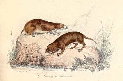 Kuvitus kirjasta "Complete Works of Buffon": Buffon: Les animaux: Le leming et le scherman (kaiverrus). tekijältä Unknown artist