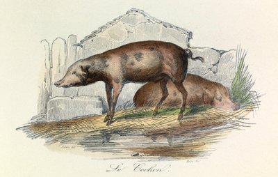 Kuvitus kirjasta "Complete Works of Buffon": Buffon: Les animaux: Buffon: Le pichon (kaiverrus) tekijältä Unknown artist
