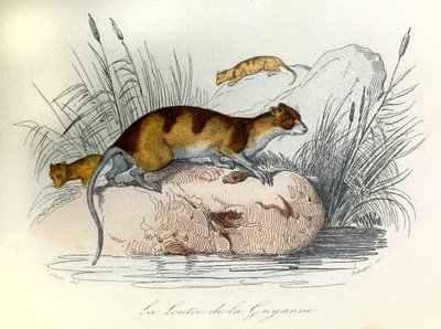 Kuvitus kirjasta "Complete Works of Buffon": Buffon: Les animaux domestiques: La otter de Guiana (kaiverrus). tekijältä Unknown artist