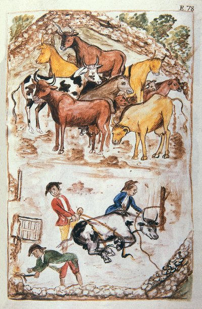 Indian Guardians of Cows, kirjasta "Trujillo of Peru" tai "Codex Martinez Companion", Balthazar Martinez Companion ja Bujanda, Trujillon piispa (1782-1785) tekijältä Unknown artist