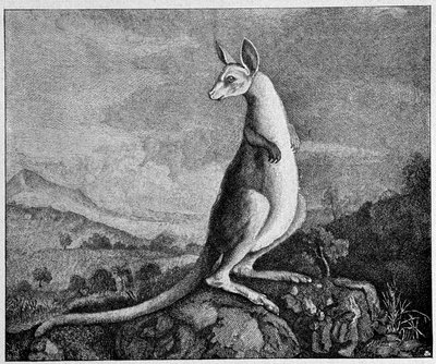 Kenguru piirroksesta kapteeni Cookista, joka löysi hänet Australiasta - vuodelta 1774 tehdystä kuparikaiverruksesta tekijältä Unknown artist