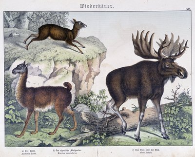 Lama, hirvi (hirvi) - julkaisussa "Nisäkkäiden luonnonhistoria", toim. Schreiber tekijältä Unknown artist