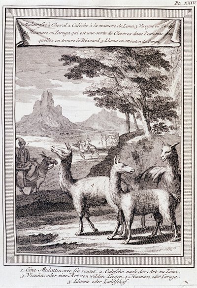 Perun lamat - "" Historiallinen Etelä-Amerikan matka, jonka teki Don George Juan ja Don Antoine de Ulloa Espanjan kuninkaan ritarikunnan toimesta", T.1, C.A. Jombert, Librairie du Roi, Pariisi tekijältä Unknown artist