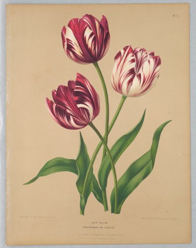Myöhäiset tulppaanit / Bybloemen tai violetit tekijältä Unknown artist