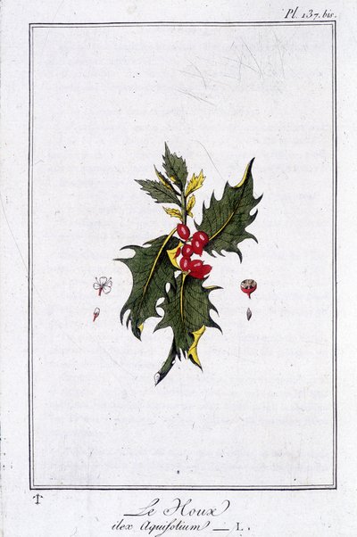 The Holly (Ilex Aquifolium) - kirjassa "Kasvitieteellinen harjoitus kauppiaiden käyttöön", kirjoittanut J.C. Philibert, Imprimerie de Crapelet, Paris tekijältä Unknown artist