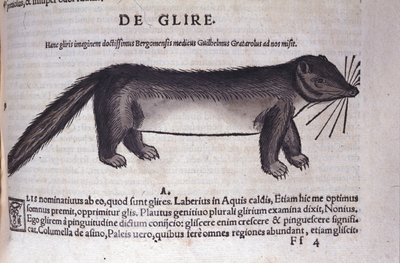 Le loir in Historia Animalium, kirjoittanut Conrad Gesner (1516 - 1565), Tiguri tekijältä Unknown artist