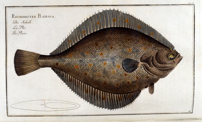 Piikkikampela tai Pleuronectes Platessa Marc Elieser Bloch Ichthyologien mukaan Pariisi - Berliini - Lontoo 1787 tekijältä Unknown artist