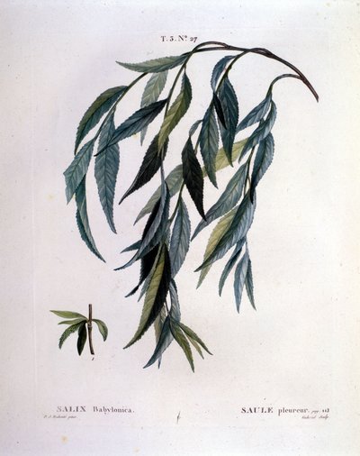 Itkevän pajun (Salix babylonica) lehti. tekijältä Unknown artist