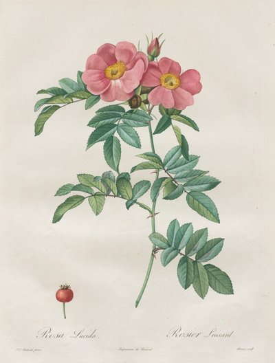 Ruusut: Rosa Lucida tekijältä Unknown artist