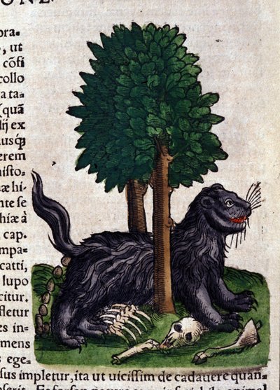 Leo teoksessa Historia Animalium, kirjoittanut Conrad Gesner (1516 - 1565), Tiguri tekijältä Unknown artist