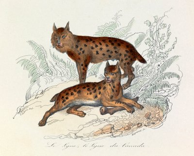 Ilves ja kanadan ilves, kaksi nelijalkaista nisäkästä, jotka Linneene ja Cuvier ovat luokitelleet (kaiverrus). tekijältä Unknown artist