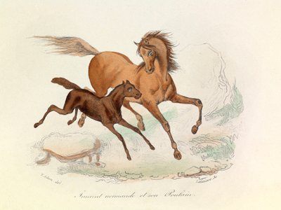Normande-tamma ja varsa luokiteltu ja nimetty Linneenen ja Cuvierin nimikkeistön mukaan (kaiverrus). tekijältä Unknown artist
