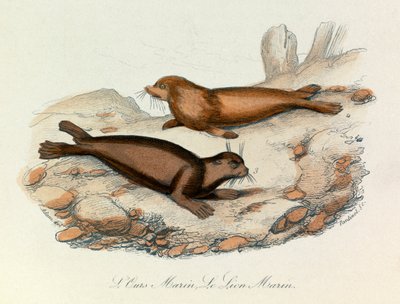 Merikarhu ja leijona luokiteltu Linneenen nimikkeistön ja Cuvierin luokituksen mukaan (kaiverrus). tekijältä Unknown artist