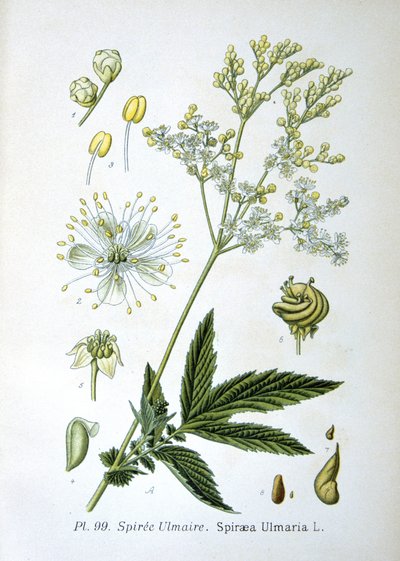 Meadowsweet tekijältä Unknown artist