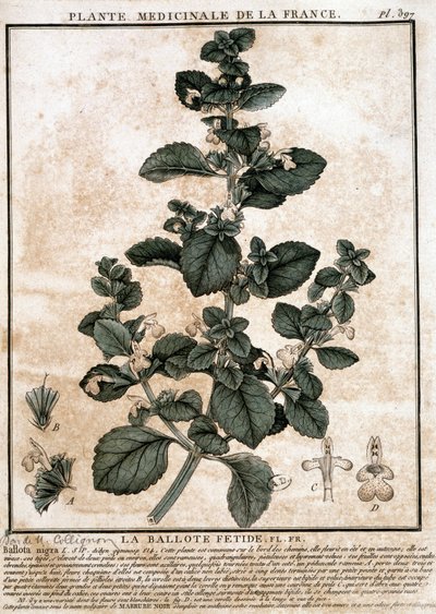 Lääkekasvi Ranskasta: haiseva belotte. tekijältä Unknown artist