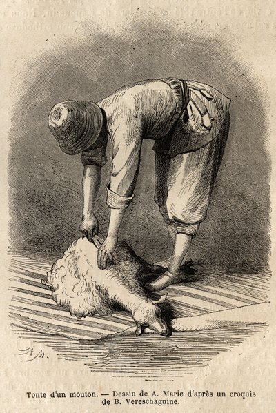 Nuoren tatarimiehen leikkaamassa lampaita Schushassa (Transkaukasia, Venäjä). Kaiverrus havainnollistamaan matkaa Kaukasuksen provinsseissa, Basile Vereschaguine, 1864-1865, julkaistu "" le tour du monde" -lehdessä, D