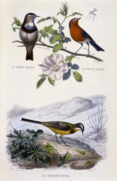 Natural History Plate: Linnut: Sinikurkku (Gorge Bleue), robin (Rouge Gorge) ja västärä - julkaisussa "" Works of Buffon, T.5, toim. Polttaa Jouvet & Cie tekijältä Unknown artist