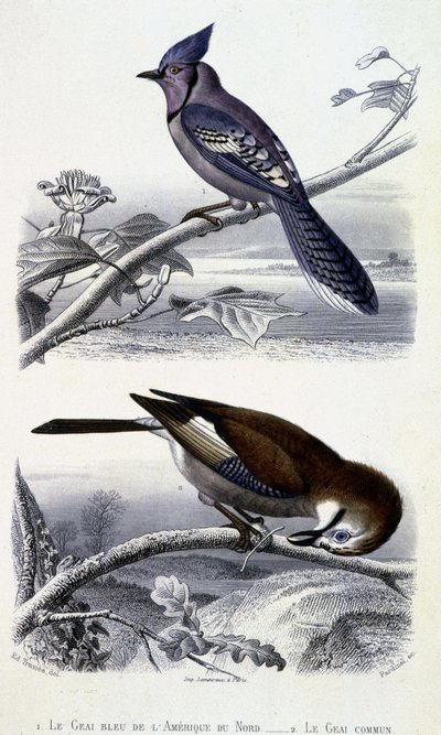 Natural History Plate: Birds: The Blue Jay of North America and Common Jay - julkaisussa "" Works of Buffon, T.5, toim. Fume Jouvet & Cie tekijältä Unknown artist