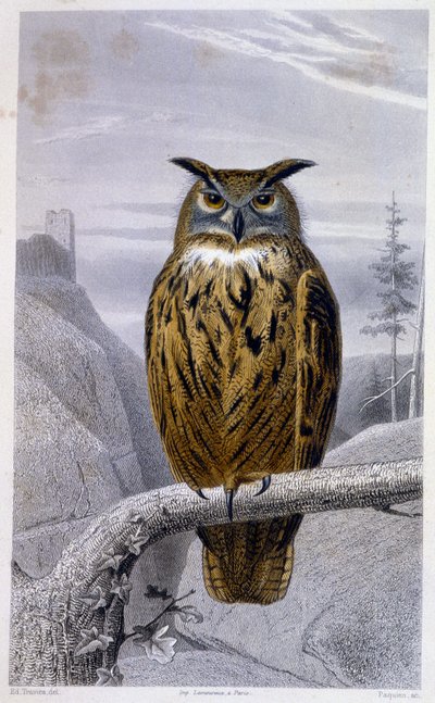 Natural History Plate: Owl: The Grand Duke (Grand Duke) - julkaisussa “” Works of Buffon”, T.5, toim. Fume Jouvet & Cie tekijältä Unknown artist