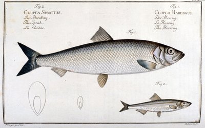 Luonnonhistoriallinen taulu: silli (1) ja sardiini (2), kirjoittanut Marc Elieser Bloch Ichtyologie Pariisi - Berliini - Lontoo 1787. tekijältä Unknown artist