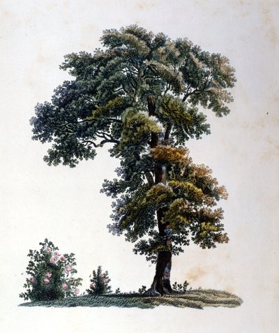 Tammi. Kaiverrus 1800-luvun alussa. tekijältä Unknown artist