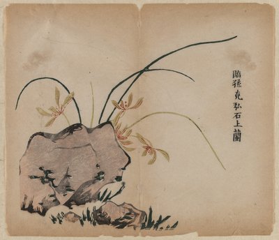 Orchid on Rocks tekijältä Unknown artist