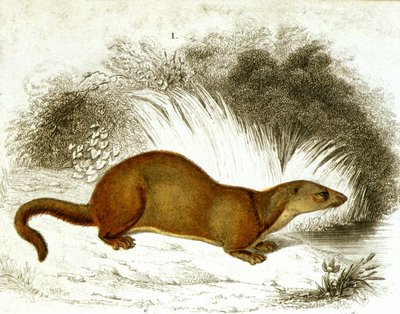 Saukko - värikaiverrus. 1800-luvun kaiverrus. tekijältä Unknown artist