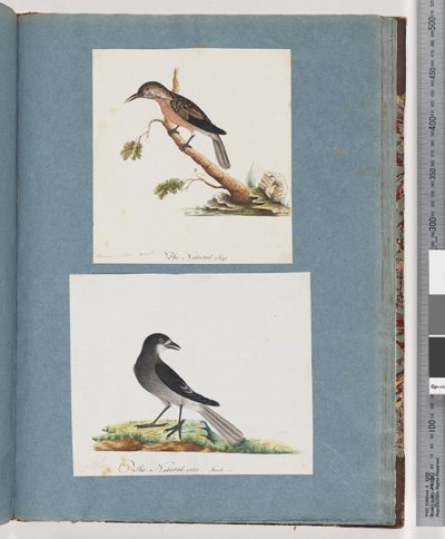 Sivu 103. Tuntematon lintu. Honeyeater. 104. Tuntematon lintu tekijältä Unknown artist