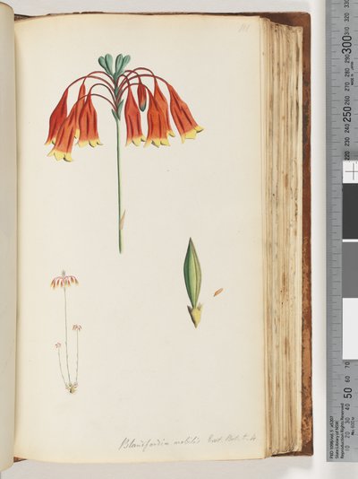 Sivu 111. Blandfordia nobilis Exot. Bot. t. 4. Joulukello tekijältä Unknown artist