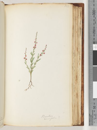 Sivu 122. Mahdollisesti Baeckea densifolia tekijältä Unknown artist