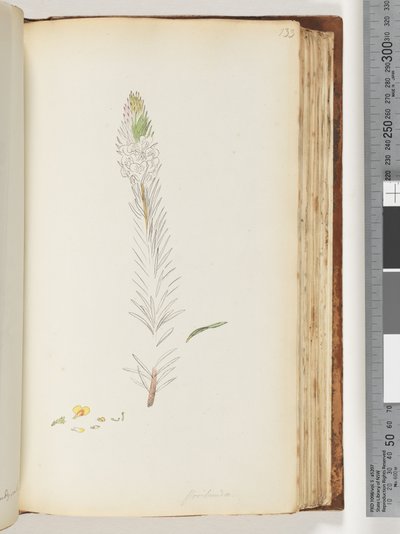Sivu 133. Floribunda keskeneräinen piirustus tekijältä Unknown artist