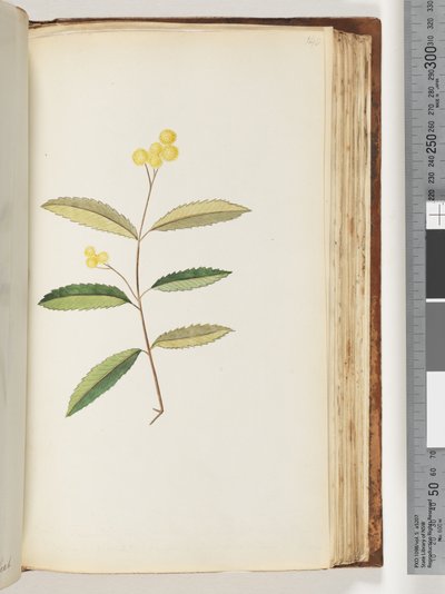 Sivu 140. Tuntematon kukka, lokakuu 1794 tekijältä Unknown artist