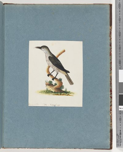 Sivu 146. Tuntematon lintu. Honeyeater tekijältä Unknown artist