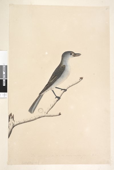 Sivu 16. Ceblephyris alareunaa pitkin eri kädessä Samankokoinen kuin Lintu, josta piirros on otettu. Huhtikuu Grey Shrike Thrush Colluricincla huuliharppu, 1791-92 tekijältä Unknown artist