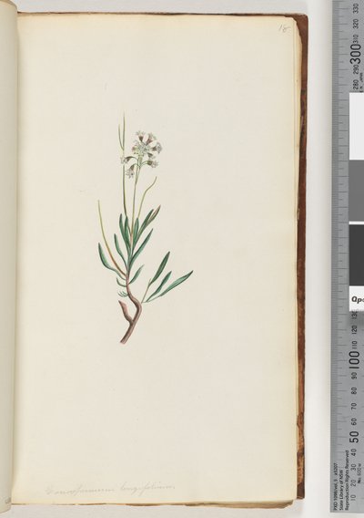 Sivu 18. Conospermum longifolium Pitkä, lehtinen Käpysiemen tekijältä Unknown artist