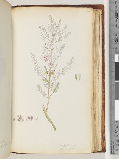 Sivu 190. Melaleuca thymifolia / Timjami Hunaja, myrtti tekijältä Unknown artist
